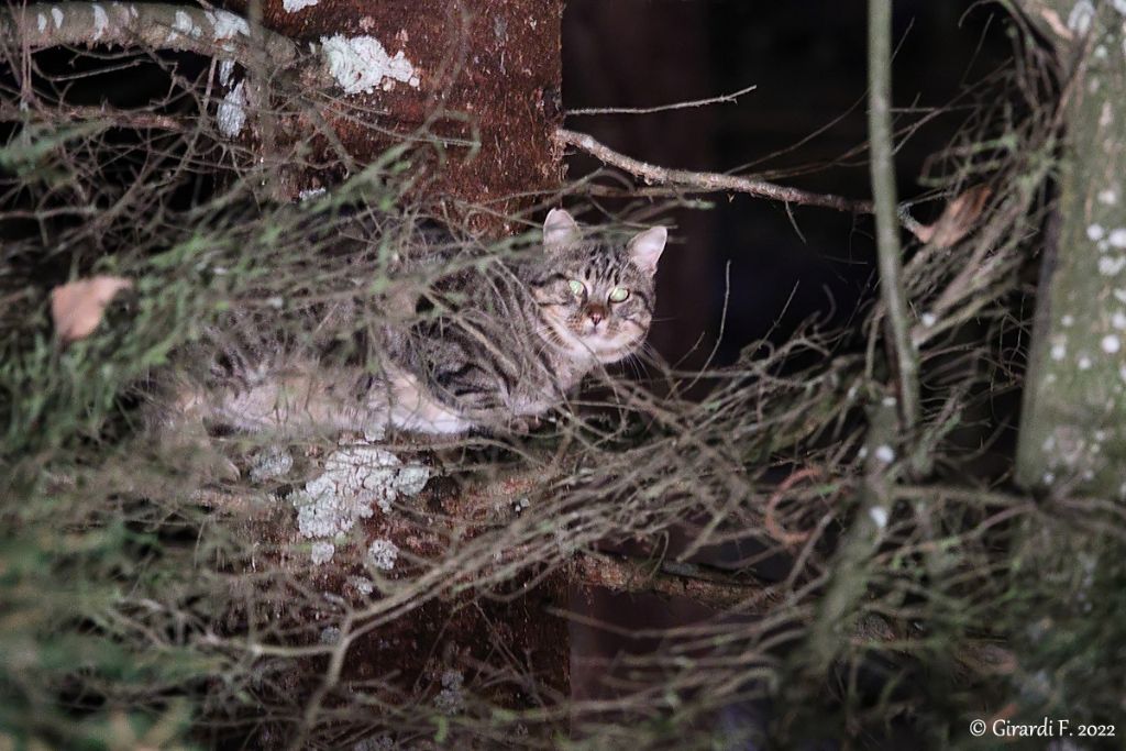 Gatto selvatico (aiuto identificazione)